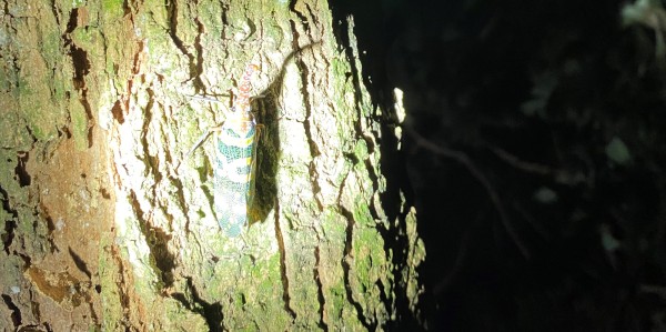 A large bug clings to a tree and is illuminated by a torch.
